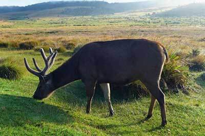 Horton plains Sri Lanka | walklankatours.com
